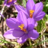 Page link: The Crocuses of Nottingham