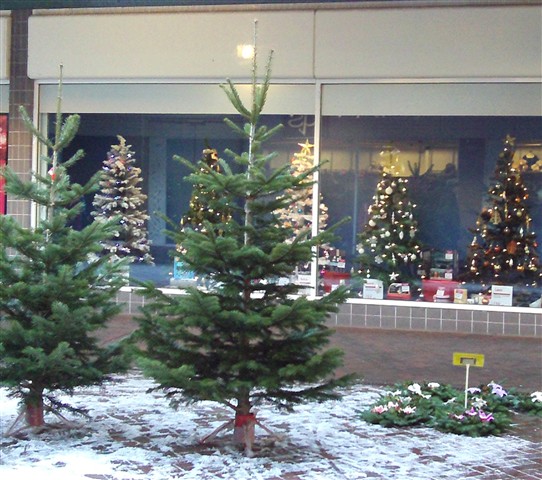 Photo:Real trees outside a shop selling fake trees on the Square in Beeston