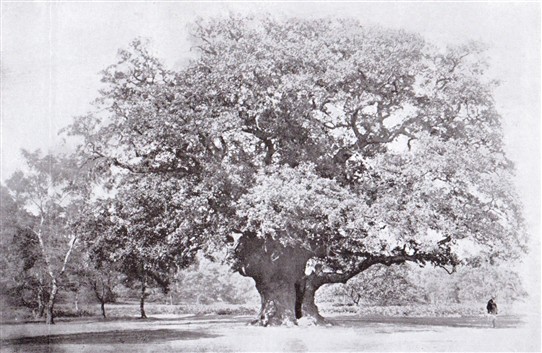 Photo:The Major Oak in 1903