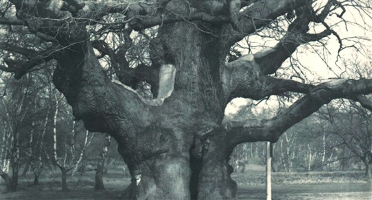Photo:The Major Oak in 1905