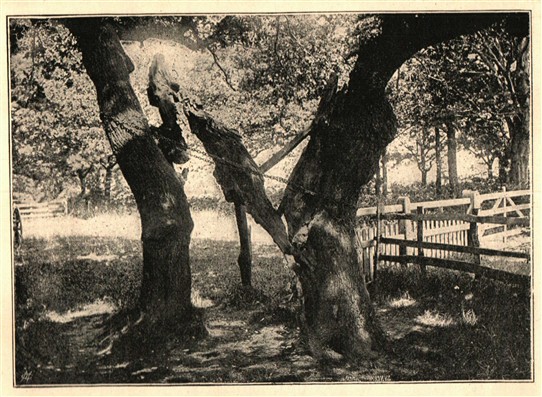 Photo:The Parliamen Oak in 1892