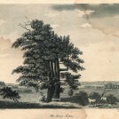 Photo:The seven Sister Oak in 1790