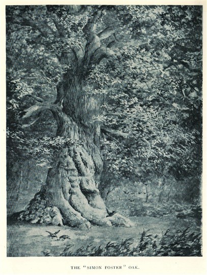 Photo:The Simon Foster Oak from Joseph Rodgers' 'The Scenery of Sherwood Forest' (Fisher & Unwin, 1908)
