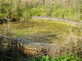 Photo:The well basin