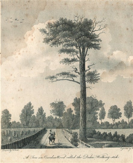 Photo:The Duke's Walking Stick in 1790