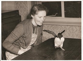 Photo: Illustrative image for the 'MORE on 'Tussy', the Wollaton Puffin' page