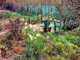 Photo:Another Allotment