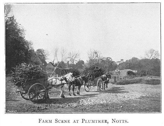 Photo: Illustrative image for the 'Farming at Plumtree in 1900' page