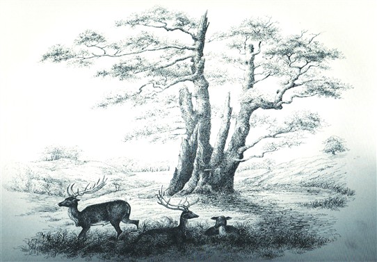 Photo:The Seven Sisters Oak, drawn by Emma Wilmot in the early 19th century